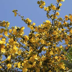 Frémontia de Californie 'California Glory' / Fremontodendron californicum 'California Glory'